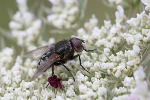 Pollenia sp.